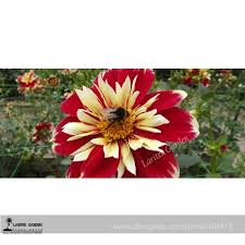 Image result for Dahlia x pinnata `Redskin`