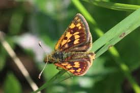 Attēlu rezultāti vaicājumam “Carterocephalus palaemon underside”