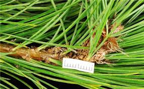 Attēlu rezultāti vaicājumam “Pinus peuce”