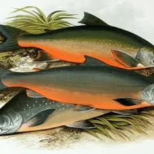 Image result for Salvelinus alpinus