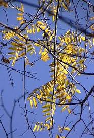 Attēlu rezultāti vaicājumam “Juglans cinerea flower”