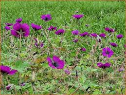 Image result for Geranium `Sandrine`