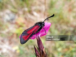 Attēlu rezultāti vaicājumam “Zygaenidae”
