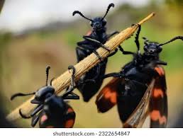 Attēlu rezultāti vaicājumam “Meloidae”