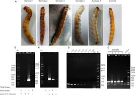 Attēlu rezultāti vaicājumam “Cordyceps farinosa”