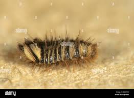 Attēlu rezultāti vaicājumam “Anthrenus museorum”