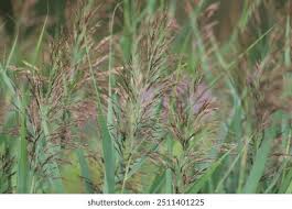 Attēlu rezultāti vaicājumam “Phragmites communis fruit”