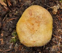 Attēlu rezultāti vaicājumam “Lactarius repraesentaneus”