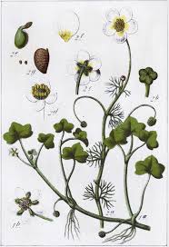 Attēlu rezultāti vaicājumam “Batrachium”