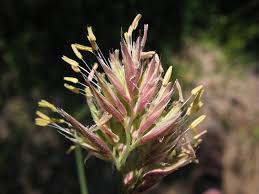 Attēlu rezultāti vaicājumam “Dactylis glomerata subsp. glomerata”