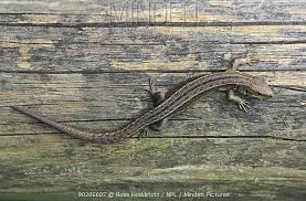 Attēlu rezultāti vaicājumam “Lacerta vivipara”