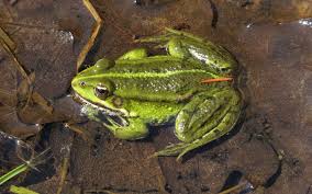 Attēlu rezultāti vaicājumam “Pelophylax adult”