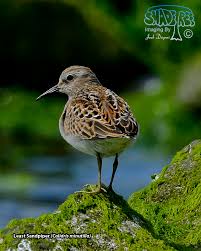 Image result for Calidris minutilla
