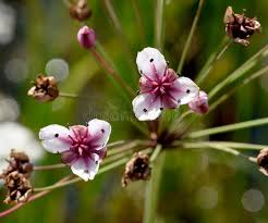 Attēlu rezultāti vaicājumam “Butomus umbellatus bud”