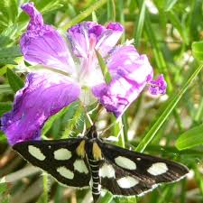Attēlu rezultāti vaicājumam “Anania funebris”
