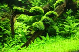 Attēlu rezultāti vaicājumam “Riccardia incurvata”