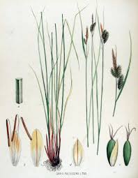 Attēlu rezultāti vaicājumam “Carex pallescens”