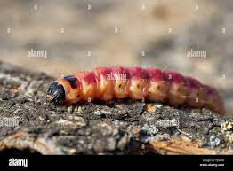 Attēlu rezultāti vaicājumam “Cossus cossus larva”