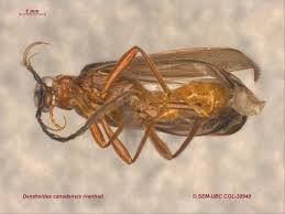 Attēlu rezultāti vaicājumam “Pyrochroidae”