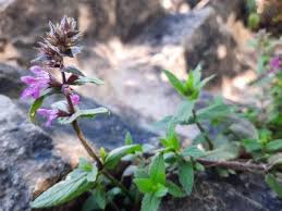 Attēlu rezultāti vaicājumam “Stachys palustris fruit”