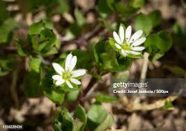 Attēlu rezultāti vaicājumam “Stellaria media flower”