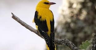 Attēlu rezultāti vaicājumam “Oriolus oriolus male”