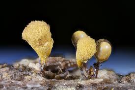 Attēlu rezultāti vaicājumam “Hemitrichia decipiens stalked”