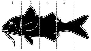 Image result for Myzopsetta ferruginea