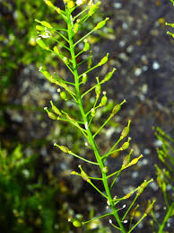 Attēlu rezultāti vaicājumam “Rorippa amphibia leaf”