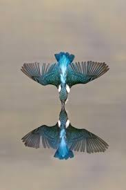 Attēlu rezultāti vaicājumam “Alcedo atthis adult”