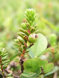 Attēlu rezultāti vaicājumam “Empetraceae”