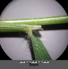 Attēlu rezultāti vaicājumam “Brachypodium sylvaticum leaf”