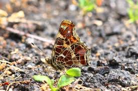 Attēlu rezultāti vaicājumam “Araschnia levana upperside”