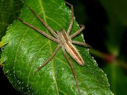 Attēlu rezultāti vaicājumam “Tibellus oblongus”