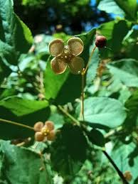 Attēlu rezultāti vaicājumam “Euonymus verrucosus”