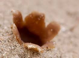 Attēlu rezultāti vaicājumam “Peziza ammophila”