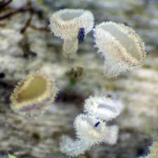 Attēlu rezultāti vaicājumam “Lachnum virgineum”