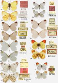 Image result for Papilionoidea
