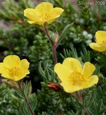 Attēlu rezultāti vaicājumam “Pentaphylloides fruticosa”