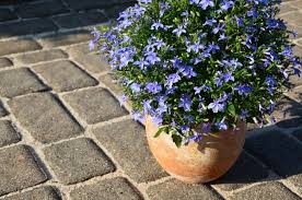 Image result for Männertreu