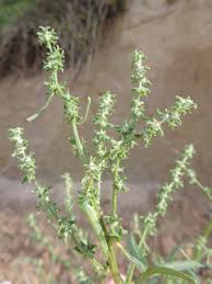 Attēlu rezultāti vaicājumam “Atriplex littoralis”