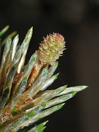 Attēlu rezultāti vaicājumam “Pinus nigra fruit”