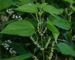 Attēlu rezultāti vaicājumam “Urticaceae”