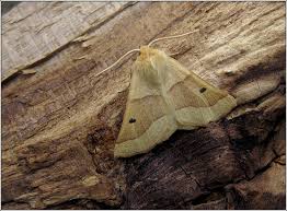 Attēlu rezultāti vaicājumam “Crocallis elinguaria larva”