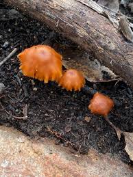 Attēlu rezultāti vaicājumam “Galerina marginata”