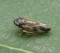 Attēlu rezultāti vaicājumam “Cicadellidae”