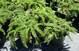 Attēlu rezultāti vaicājumam “Achillea salicifolia leaf”