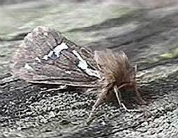 Attēlu rezultāti vaicājumam “Hepialus lupulinus”