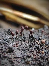 Attēlu rezultāti vaicājumam “Arcyria helvetica”