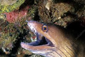 Image result for Gymnothorax vicinus